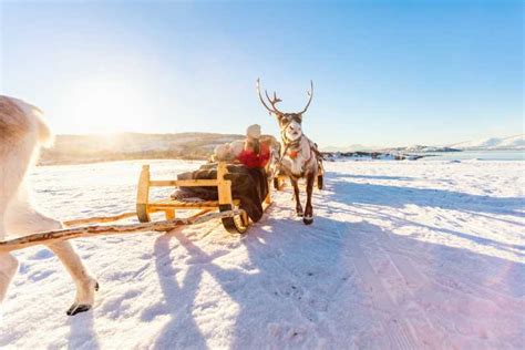 Rovaniemi Bezoek Aan Traditionele Rendierfarm Met Sleetocht Getyourguide