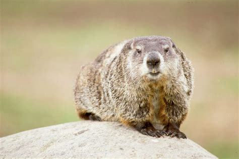 Groundhogs In Your Yard News Sports Jobs Tribune Chronicle