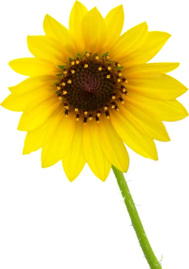 Free Free 273 Transparent Background Simple Sunflower Clipart SVG PNG EPS DXF File
