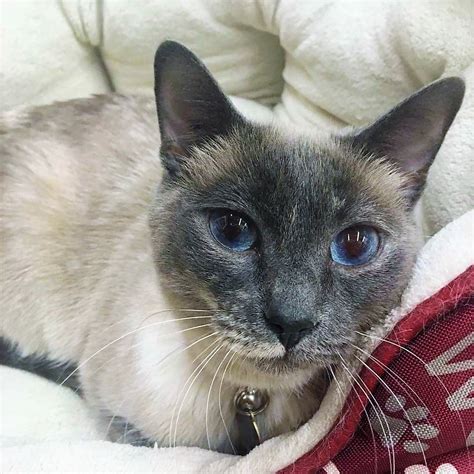 January Rescue Siamese And Stray Cats