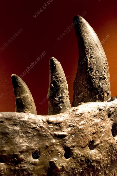 Tyrannosaurus Rex Teeth Fossil Stock Image C0108564 Science