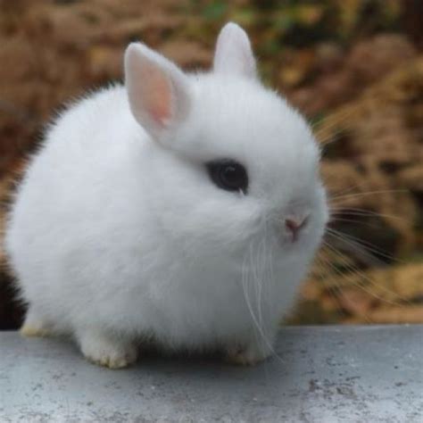Dwarf Bunny Must Have Dwarf Bunnies Dwarf Rabbit Netherland Dwarf