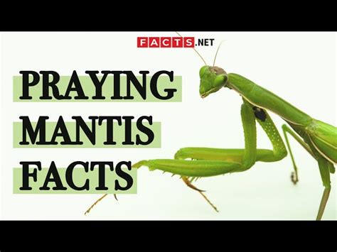 40 Surprising Praying Mantis Facts You Probably Didnt Know About