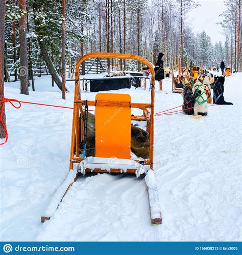 Sledding With Husky Dogs At Winter Forest Rovaniemi Reflex Stock Image