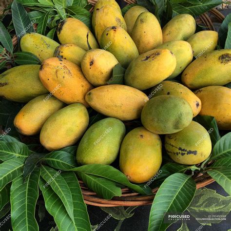 Basket Full Of Yellow Ripe Mango Fruits — Freshness Green Stock
