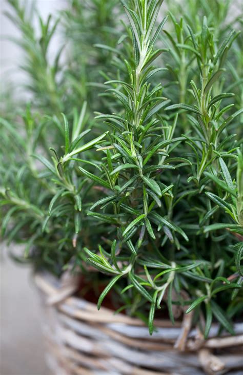 Resolve To Grow A Better Rosemary Plant Your Dinner