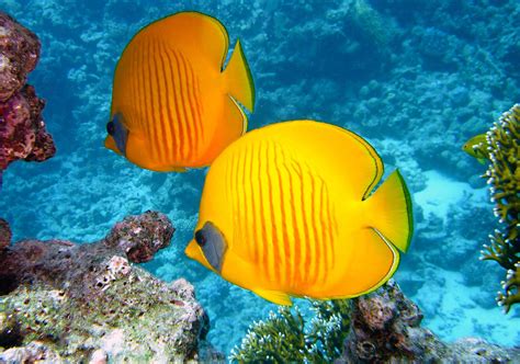 Terdapat 2 makna 'kuning' di kbbi (kamus besar bahasa indonesia). Arti Warna Kuning Menurut Psikologi Warna ~ diedit.com