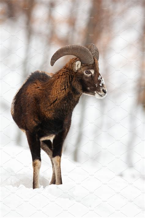 Mouflon Ram With Horns Watching Animal Stock Photos ~ Creative Market