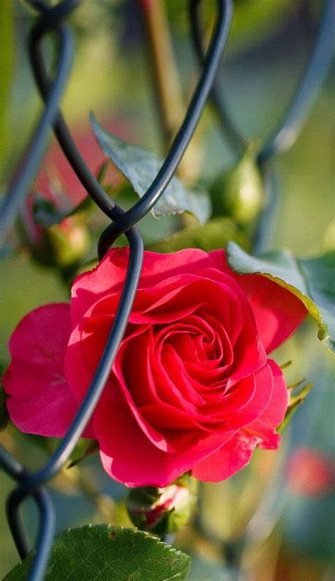 If you're in search of the best full hd flowers wallpapers, you've come to the right place. Rosebud Tag wallpapers Wet Rosebud Raindrops Photography ...