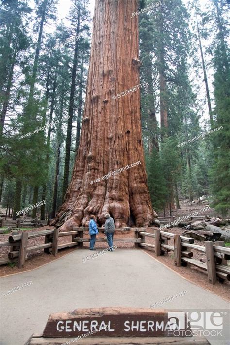 Giant Sequoia Giant Redwood Sequoiadendron Giganteum General Sherman