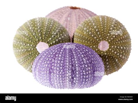 Group Of Sea Shells Of Sea Urchin Echinoidea Isolated On White