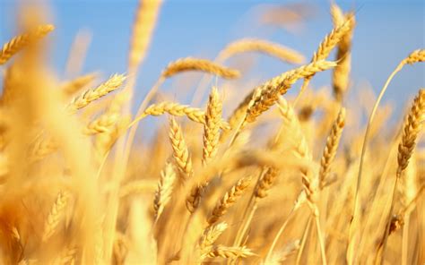Wheat Full Hd Wallpaper And Background Image 2560x1600 Id326835