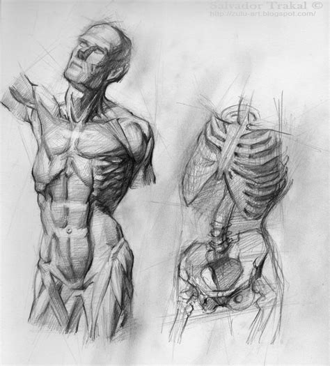 This third instalment is divided into two segments, beginning with the front torso and conluding with the arm. Anatomy Study by SalvadorTrakal on DeviantArt
