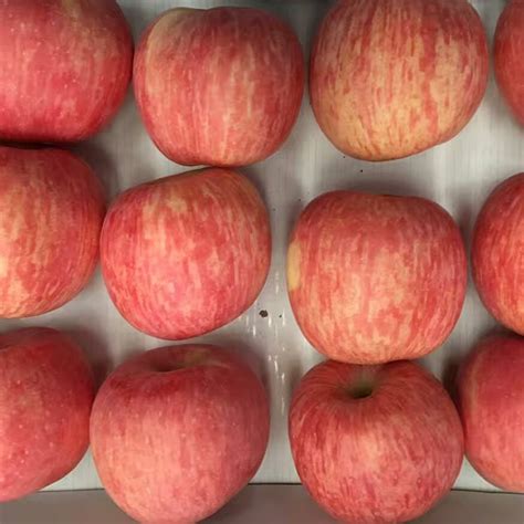 New Fresh Fruits Red Fuji Appleschina Price Supplier 21food