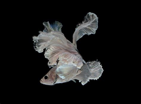 Photographer Captures Stunning Movements Of Siamese Fighting Fish