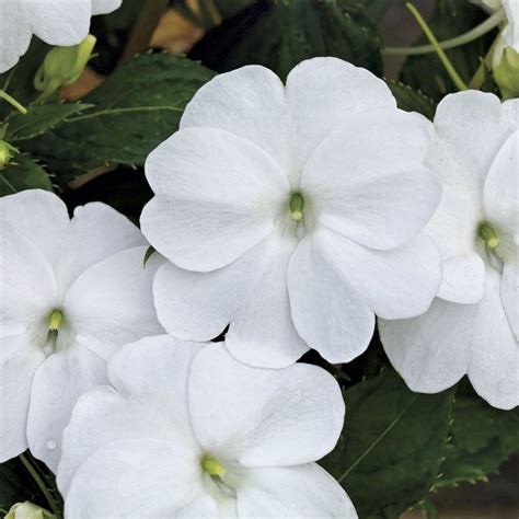 Sunpatiens Spreading Clear White Plant White Plants Plants