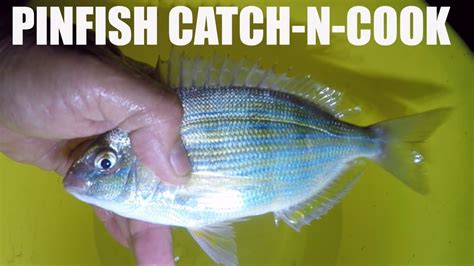 Can You Eat Pinfish Catch And Cook Pan Seared Fried And Baked Youtube