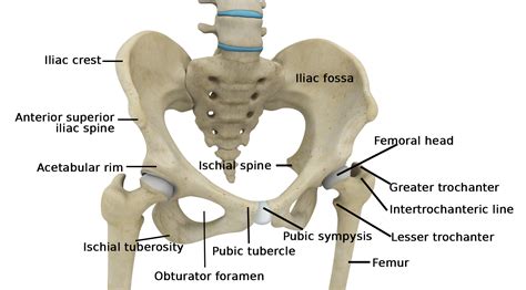 Hip And Leg Bone Diagram Muscle Insertions And Origins Of The