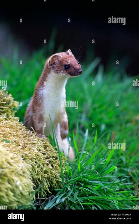 Stoat Short Tailed Weasel Mustela Erminea Adult Alert Standing