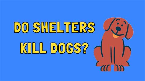 Do Shelters Kill Dogs Youtube