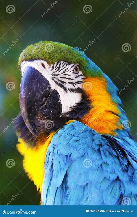 A Portrait Of A Beautiful Parrot Stock Photo Image Of Sanctuary