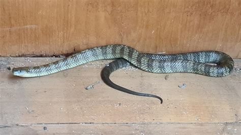 Westerfolds Park Eastern Tiger Snake Found In Parks Victoria Office
