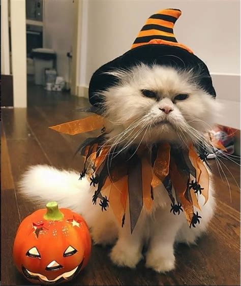 30 Awesome Dog And Cat Halloween Costumes Slideshow Cattime Pet