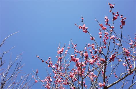 Pink Flower Of Japanese Plum Tree Stock Photo Download Image Now