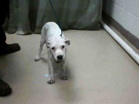 We did not find results for: White with Black Nose and Spots Pit Bull | This white male ...