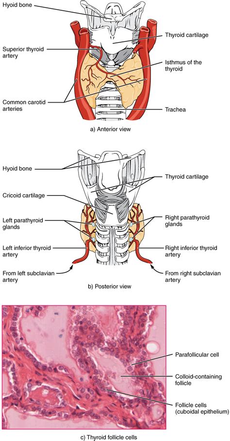 The neck is the part of the body that separates the head from the torso. Head and Neck Anatomy | The Lecturio Online Medical Library