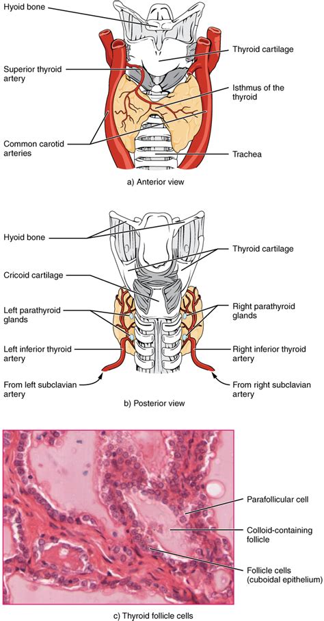 The prominence of the thyroid cartilage, the adam's apple, is often visible and is always palpable. 17.4 The Thyroid Gland - Douglas College Human Anatomy and ...