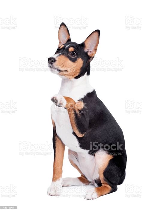 Basenji Puppy 3 Month Isolated On The White Stock Photo Download