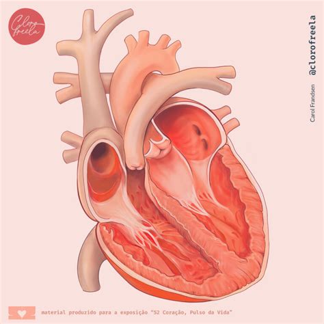 Anatomia S2 Coração Pulso Da Vida Clorofreela Biomedical