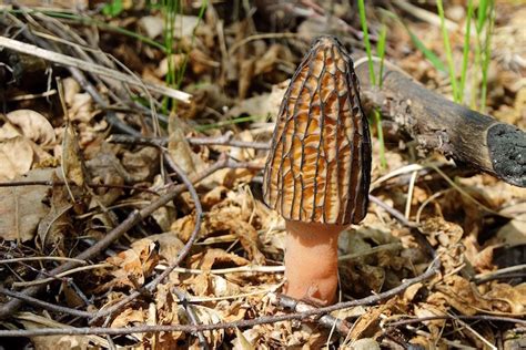 Mushroom Season All Mushroom Info