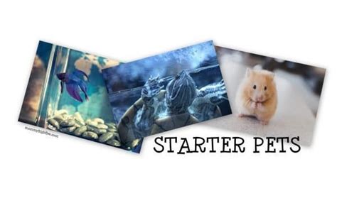 Good and Easy Small Starter Pets for Kids - Mommy High Five