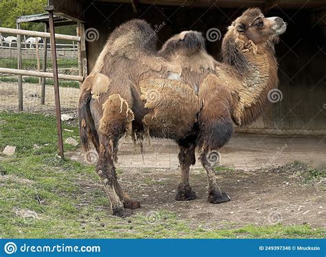 Bactrian Camel Camelus Bactrianus Stock Photo Image Of Hump Animal