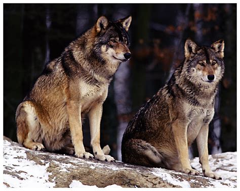 Wolves Ecosystems
