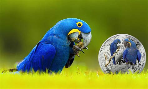 Top 10 Most Beautiful Parrots In The World