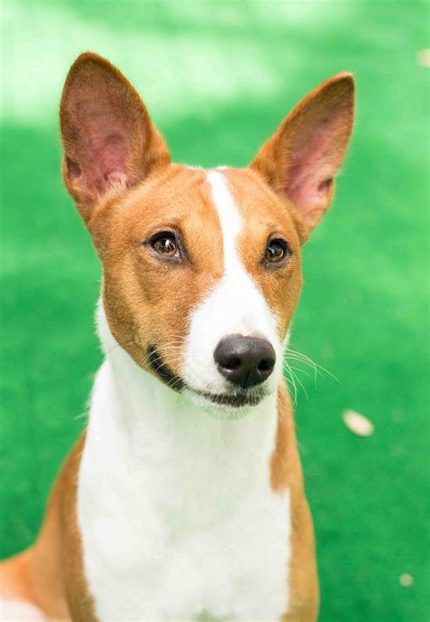 Our puppies are not only adorable, they are fully vaccinated, dewormed, and very healthy. Basenji Puppies For Sale Pa | Top Dog Information