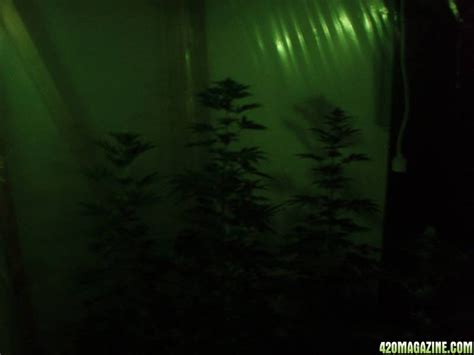 The biomass is derived from biomass waste from the. Snow White and PPP ( Pure Power Plant ) 24 days flowering | 420 Magazine