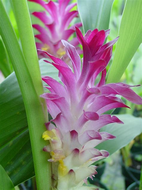 Wild ginger plant grows dark green leaves and white blossoms in the spring. Zedoaria Hidden-lily Ginger Plant (curcuma sp) - Urban ...