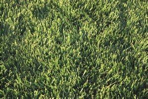 When to plant zoysia grass seed in tennessee? The Best Time to Plant Grass Seed in Tennessee | eHow