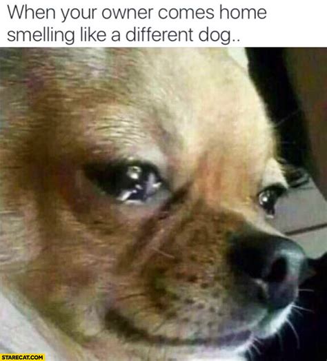 Dog Crying Cat Meme