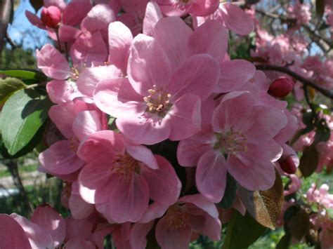 Apple Blossoms Apple Blossom Blossom Spring Time