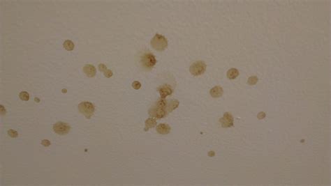 Yellow Spots On Bathroom Ceiling Renews