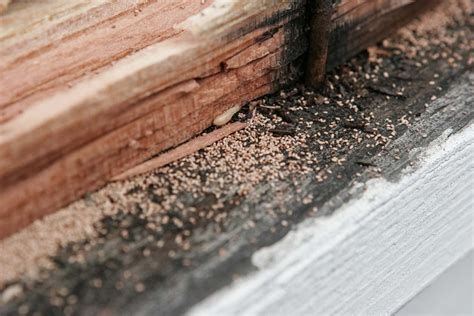solved what does it mean when you see termite droppings but no termites bob vila