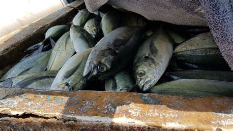 Operativos De Conapesca En Contra De Pesca Furtiva En El País Logran La