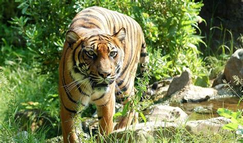 Sumatran Tiger Population On The Road To Recovery Asian Scientist