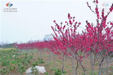 台南安和路四段的州南里也曾是淹水大戶， 自從排水系統做好後， 八八風災淹過一次， 結果這次又淹，不過都是僅及腳踝的程度，提供參考。 淹水 實際看過會遠比代銷房仲講的還準. 紫叶桃_360百科