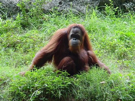 The Online Zoo - Unidentified Orangutan